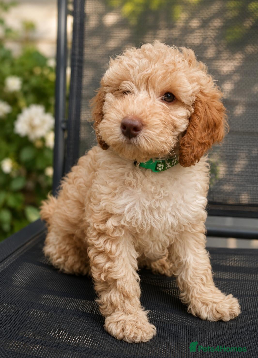 Cockapoo dogs 1 Rare F1BB Toy Cockapoo Left! Health Checked!   - Advert 1