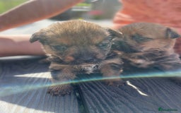Mixed Breed dogs for sale: Corrier (Corgi X Border Terrier)  - Image 7