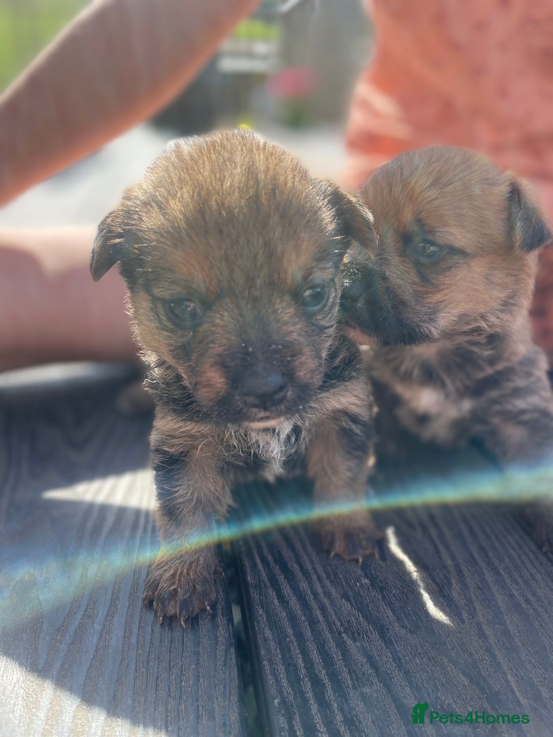 Mixed Breed dogs for sale: Corrier (Corgi X Border Terrier)  - Image 7