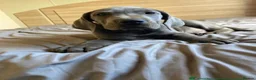 Great Dane dogs for sale: Blue Great Dane puppies  - Advert 5