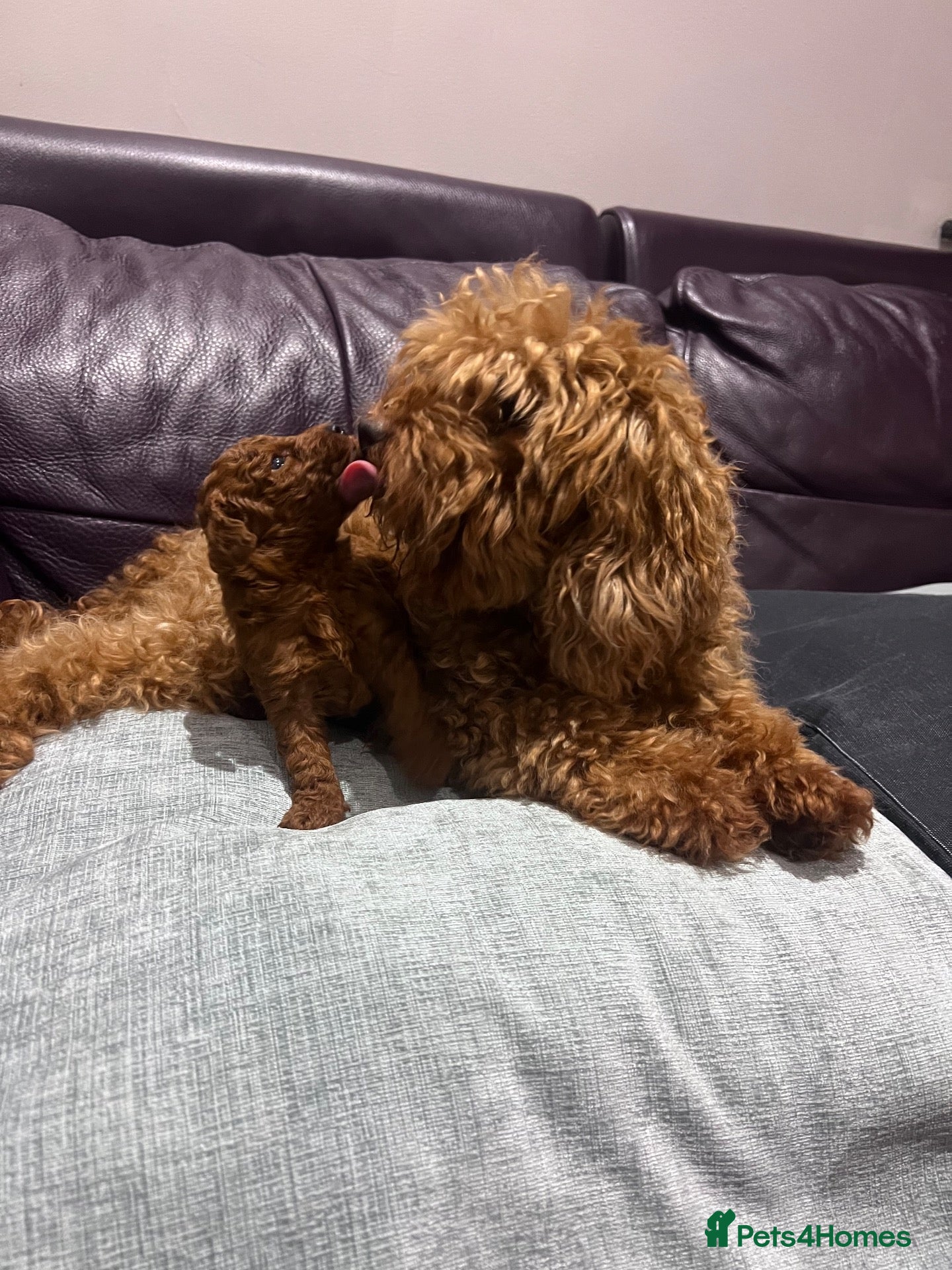 Toy Poodle dogs Deep Mahogany Asian style toy poodle  - Advert 1