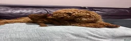 Toy Poodle dogs for sale: Deep Mahogany Asian style toy poodle  - Advert 1