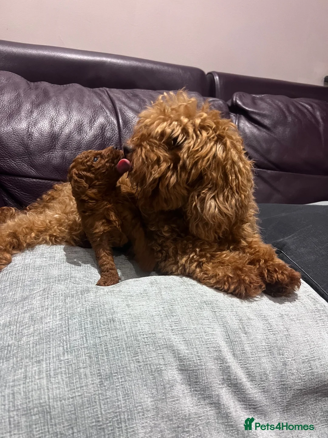 Toy Poodle dogs for sale: Deep Mahogany Asian style toy poodle  - Advert 1