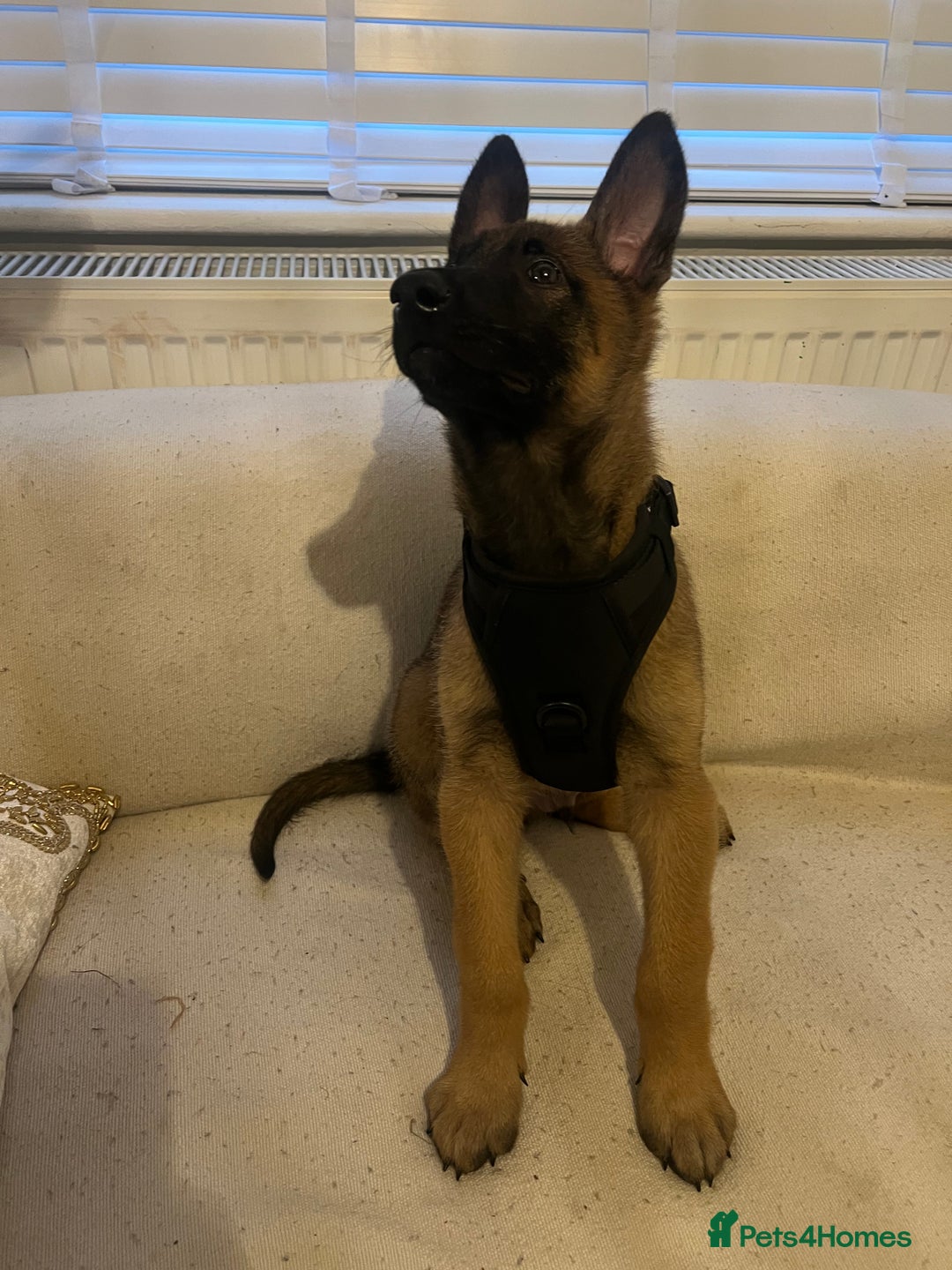 Belgian Shepherd Dog dogs for sale: Belgian Melinois Poppy - Image 4