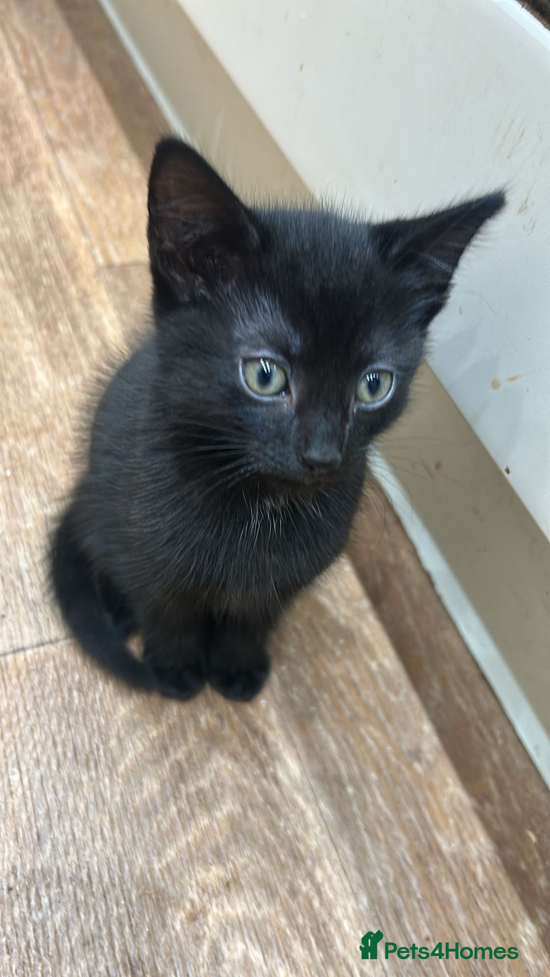 Domestic Shorthair cats for sale: Beautiful, playful shorthair kittens for sale!  - Advert 5