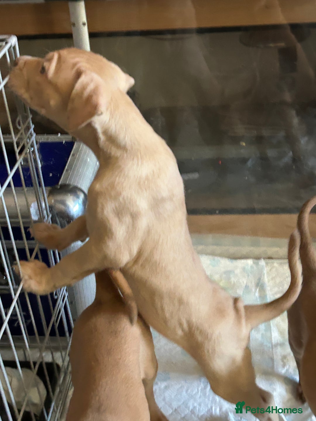 Mastiff dogs for sale: Mastiff X Pups - Advert 18
