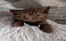 British Longhair cats for sale: 4 British hair kittens  - Image 4