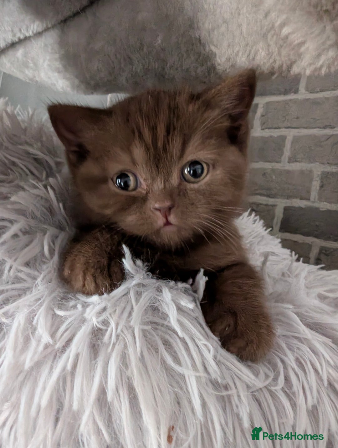 British Longhair cats for sale: 4 British hair kittens  - Image 4
