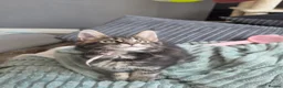 Maine Coon cats for sale: Beautiful purebred Main Coons kittens for sale  - Advert 7