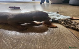 Miniature Dachshund dogs for sale: Stunning KC reg miniature dachshund - Image 14