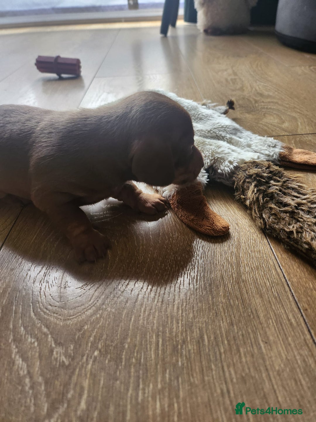 Miniature Dachshund dogs for sale: Stunning KC reg miniature dachshund - Image 14