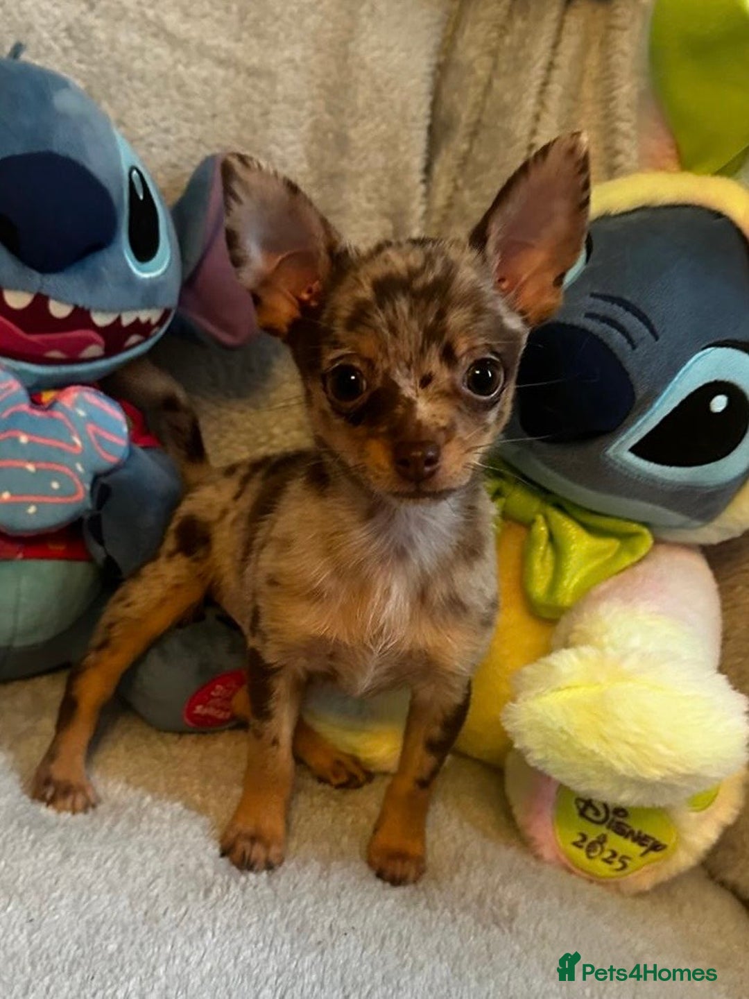 Mixed Breed dogs for sale: Chihuahua x  - Image 4