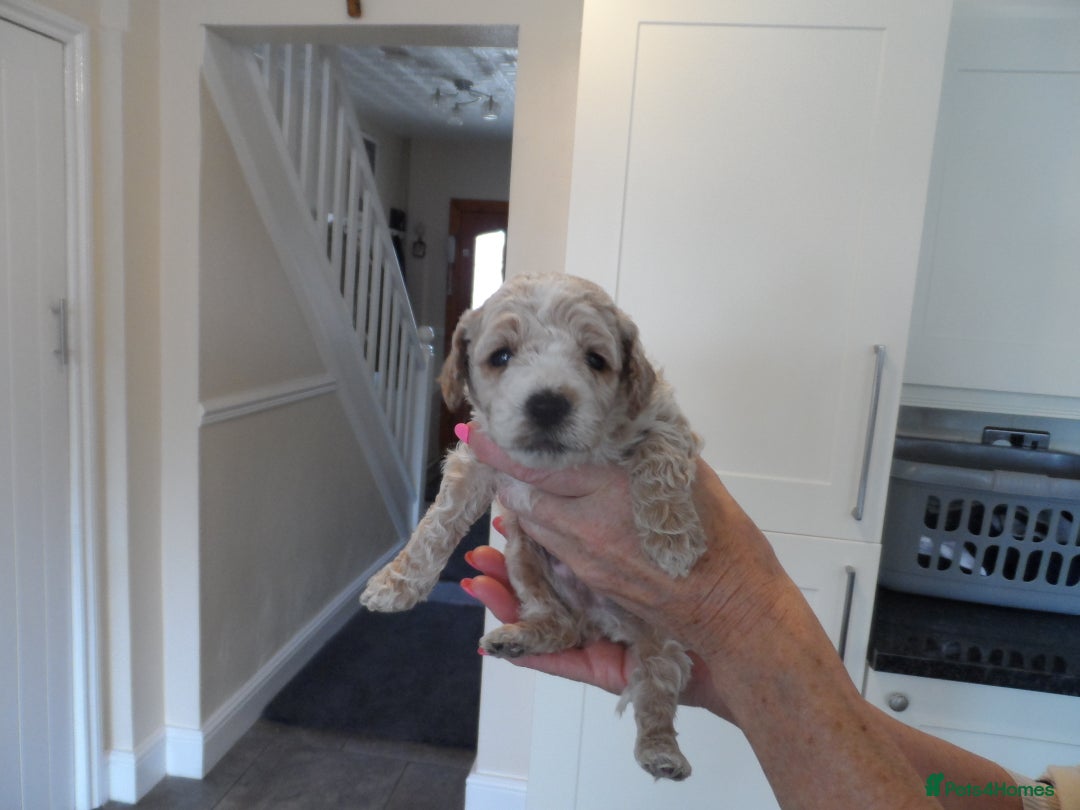 Cavapoo dogs for sale: Quality F1B Cavapoo puppies health tested  - Image 4