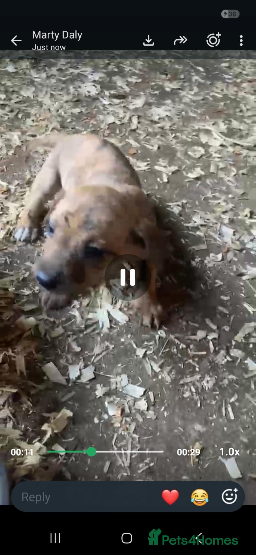 Dachshund dogs Dachshund pups  - Advert 3