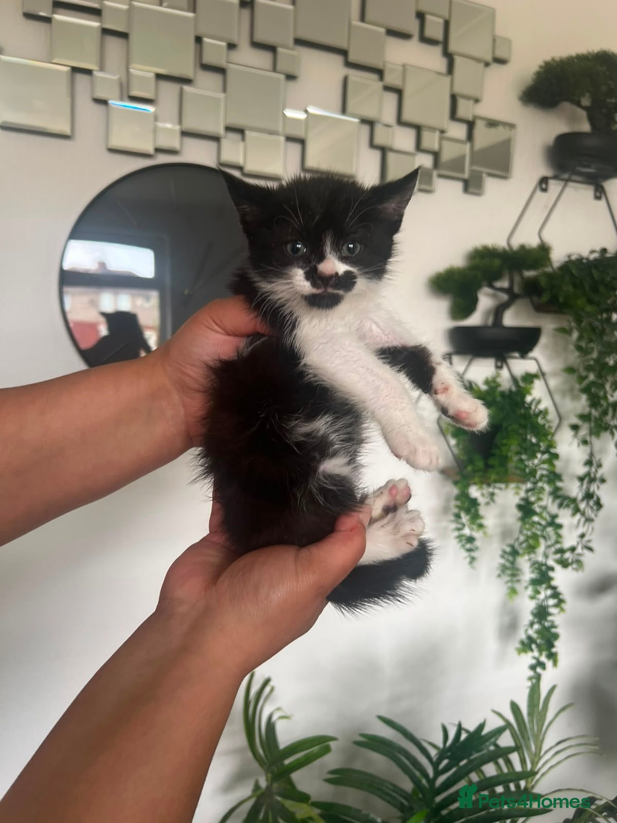 Mixed Breed cats for sale: Adorable kittens - Advert 2