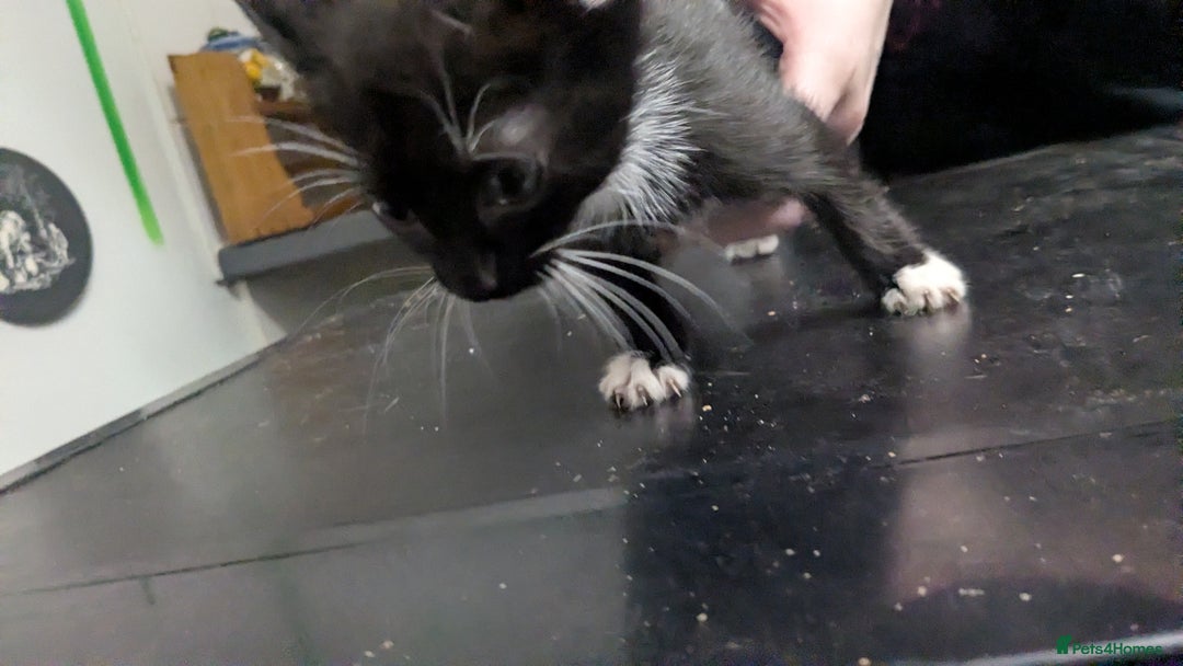 British Shorthair cats for sale: BEAUTIFUL TABBY KITTENS FOR SALE  - Advert 12