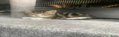 Mixed Breed 2