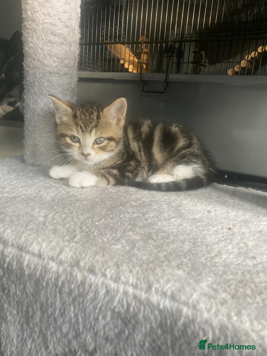 Mixed Breed cats for sale: 2 kittens  - Advert 2