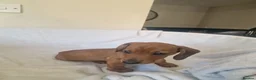 Miniature Dachshund dogs for sale: Beautiful miniature daschunds  - Advert 15