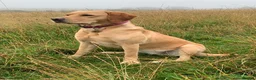 Labrador Retriever dogs for sale: Fox Red Puppies fully health tested FTCH lines in Swanage - Advert 12