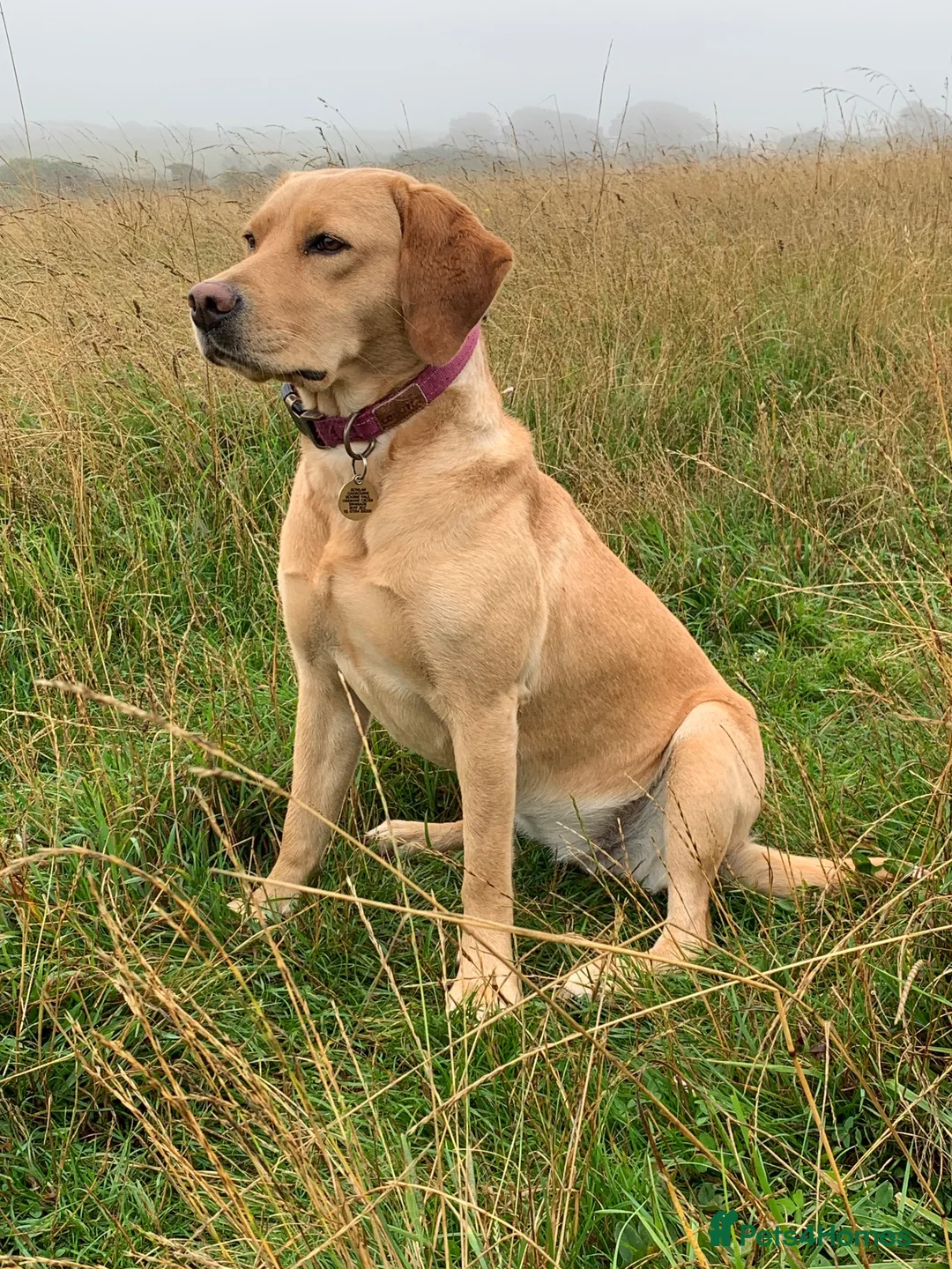 Labrador Retriever dogs for sale: Fox Red Puppies fully health tested FTCH lines in Swanage - Advert 12