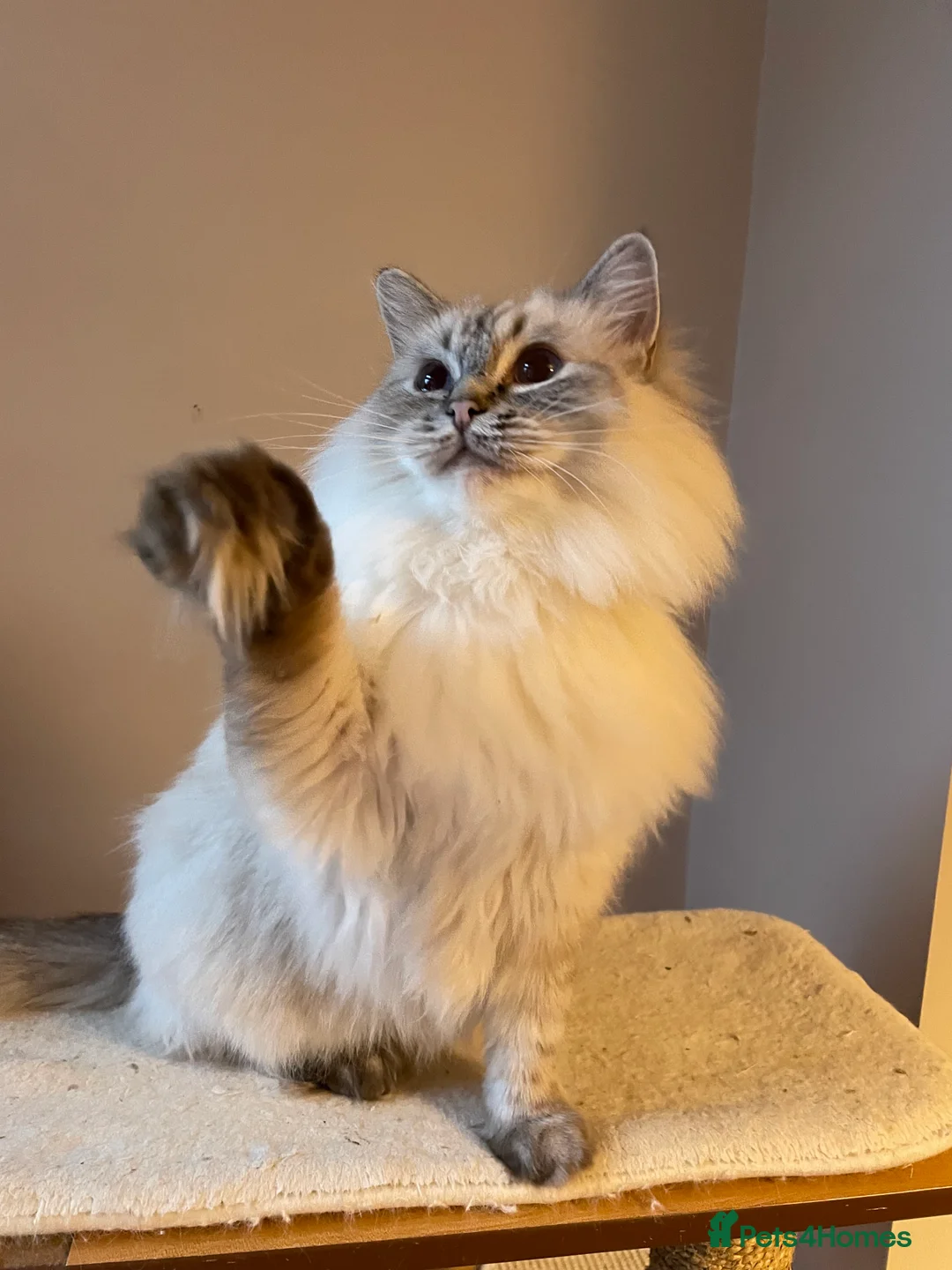 Ragdoll cats for sale:  Retiring now  - Advert 6