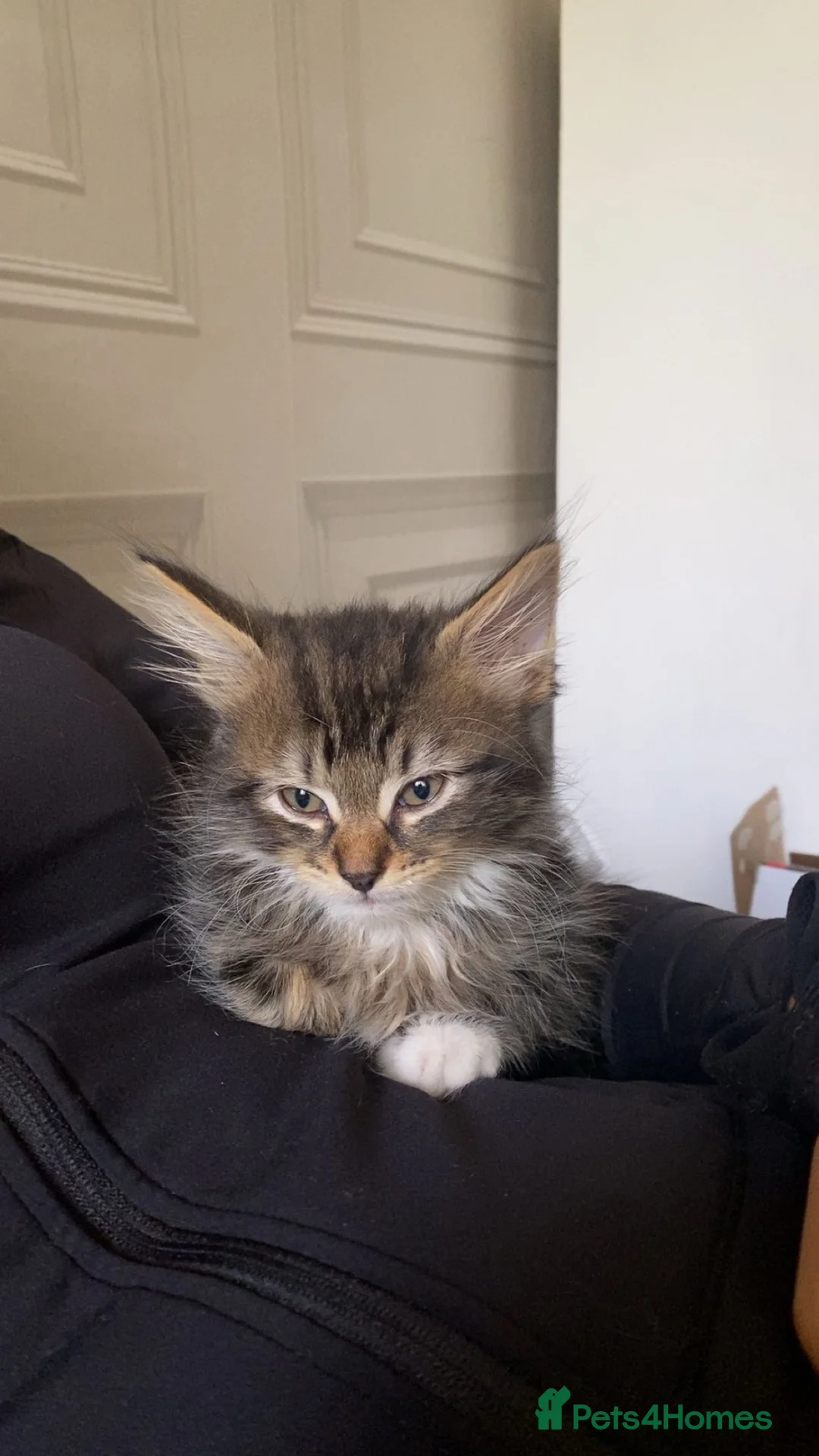 Norwegian Forest Cat cats for sale: Male kitten available  - Advert 2