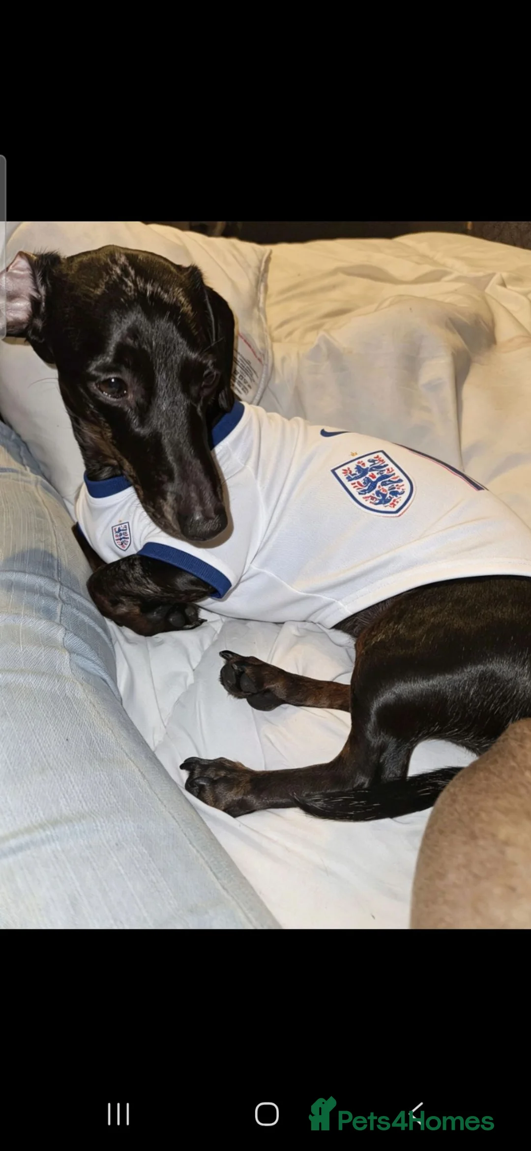 Dachshund dogs for sale: Lexi and Loaf in Hull - Advert 3