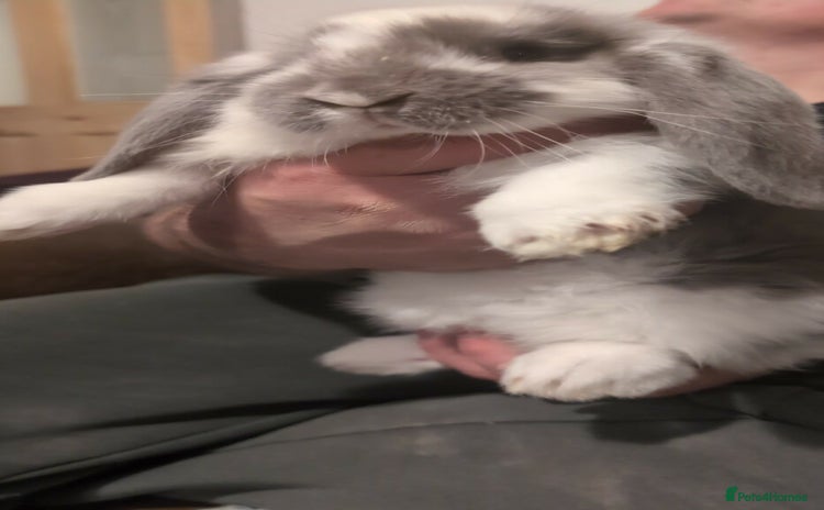 French Lop rabbits Beautiful French lops  - Advert 11