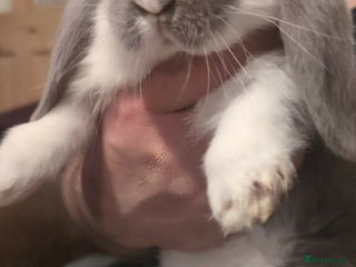 French Lop rabbits Beautiful French lops - Advert 12