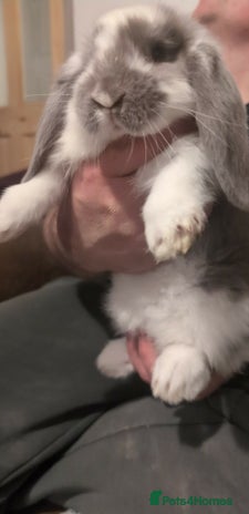 French Lop rabbits Beautiful French lops - Advert 11