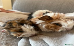Guinea Pig rodents for sale: 3 baby guinea pigs - Image 3
