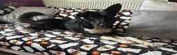 Border Collie dogs for sale: Meet Bow  - Advert 3