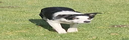 Border Collie dogs for sale: ISDS Reg Border Collie - Advert 2