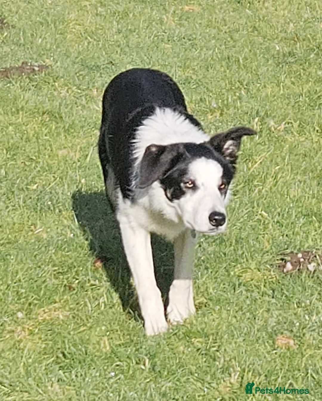 Border Collie dogs for sale: ISDS Reg Border Collie - Advert 2