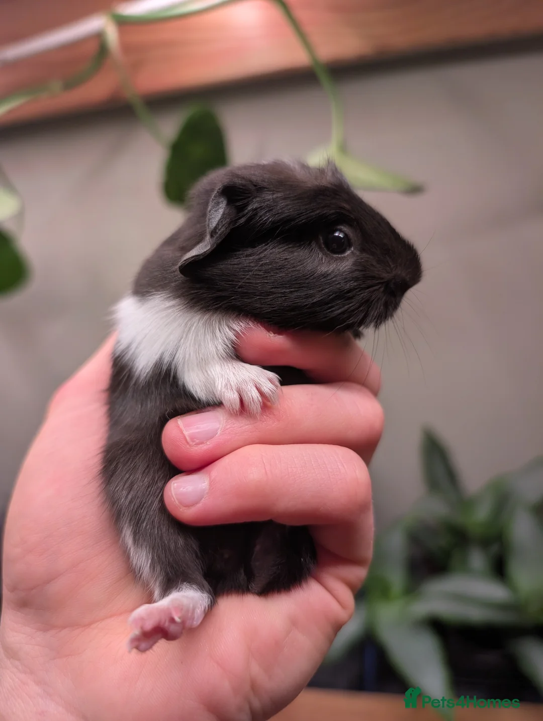 Guinea Pig rodents for sale: Baby boy guinea pig pair  - Advert 2