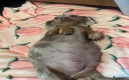 Mixed Breed dogs for sale:  dachshund/french bull dog - Image 3