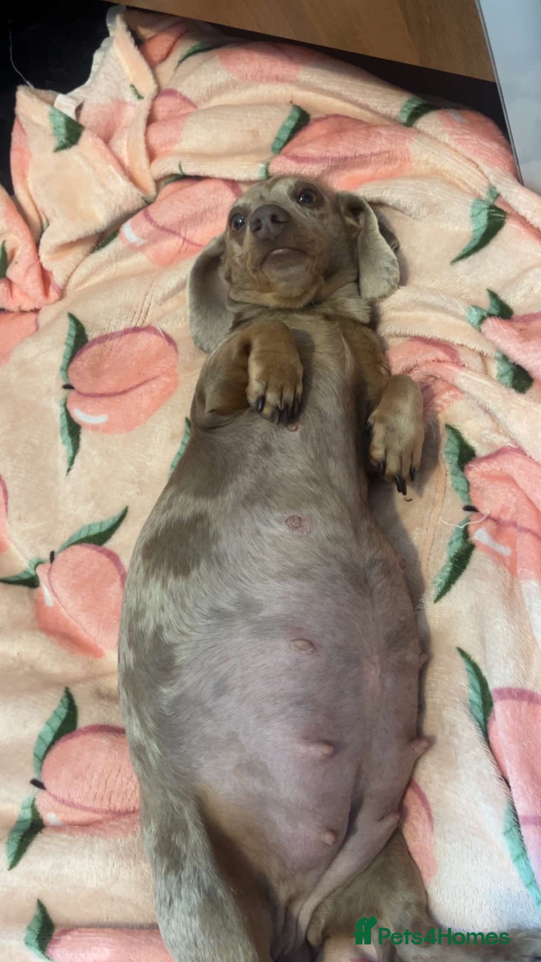 Mixed Breed dogs for sale:  dachshund/french bull dog - Image 3