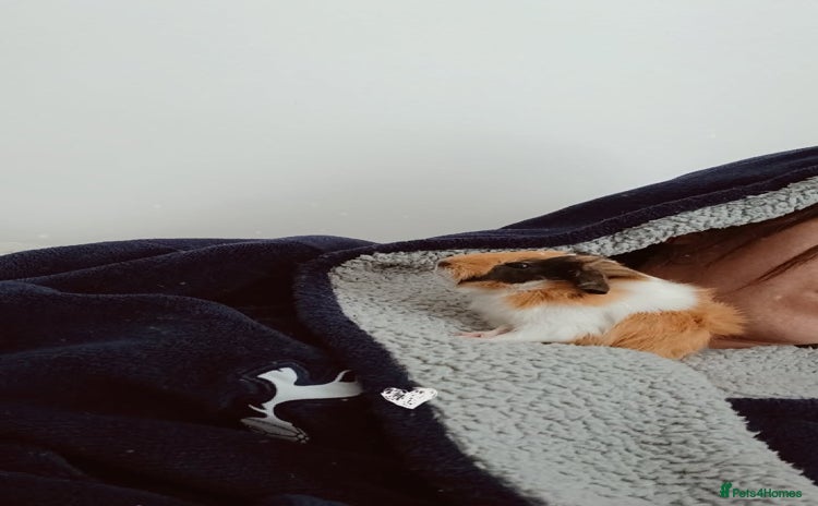 Guinea Pig rodents - Advert 13