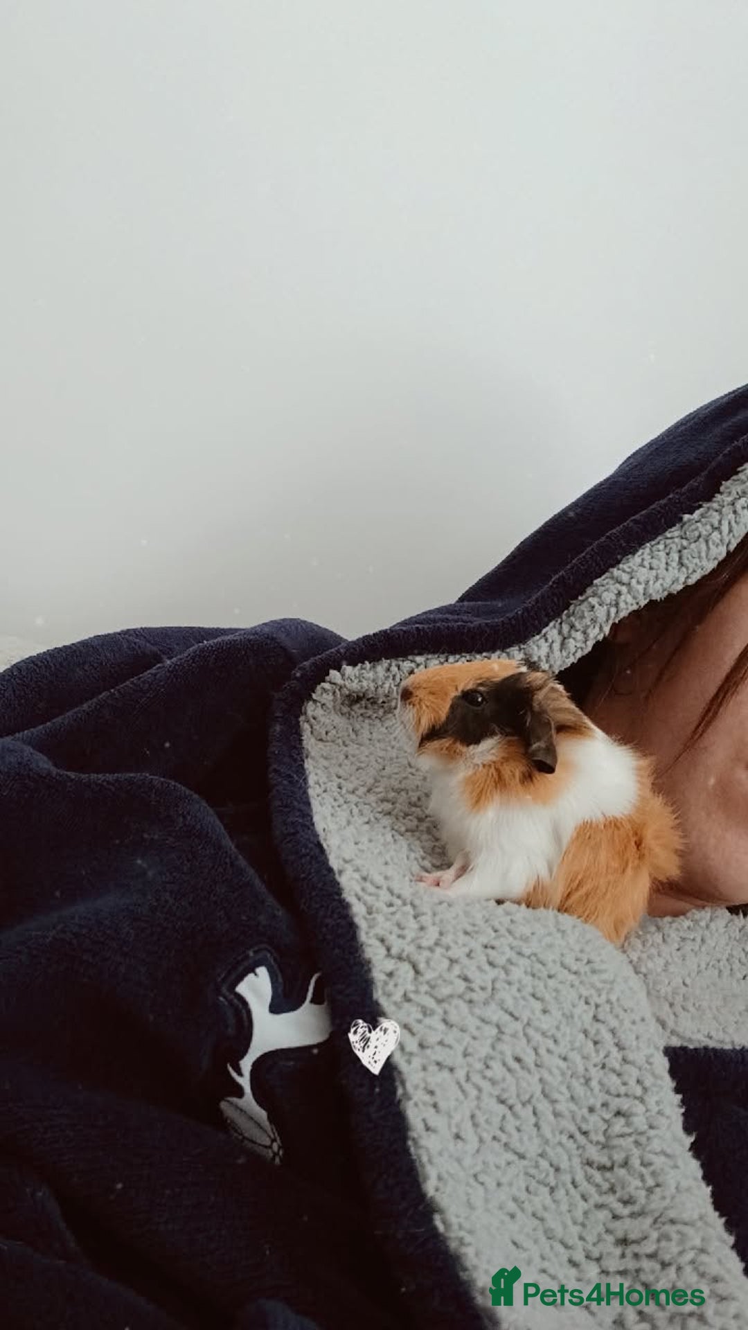 Guinea Pig rodents for sale: Mother and baby guineapig - Image 1