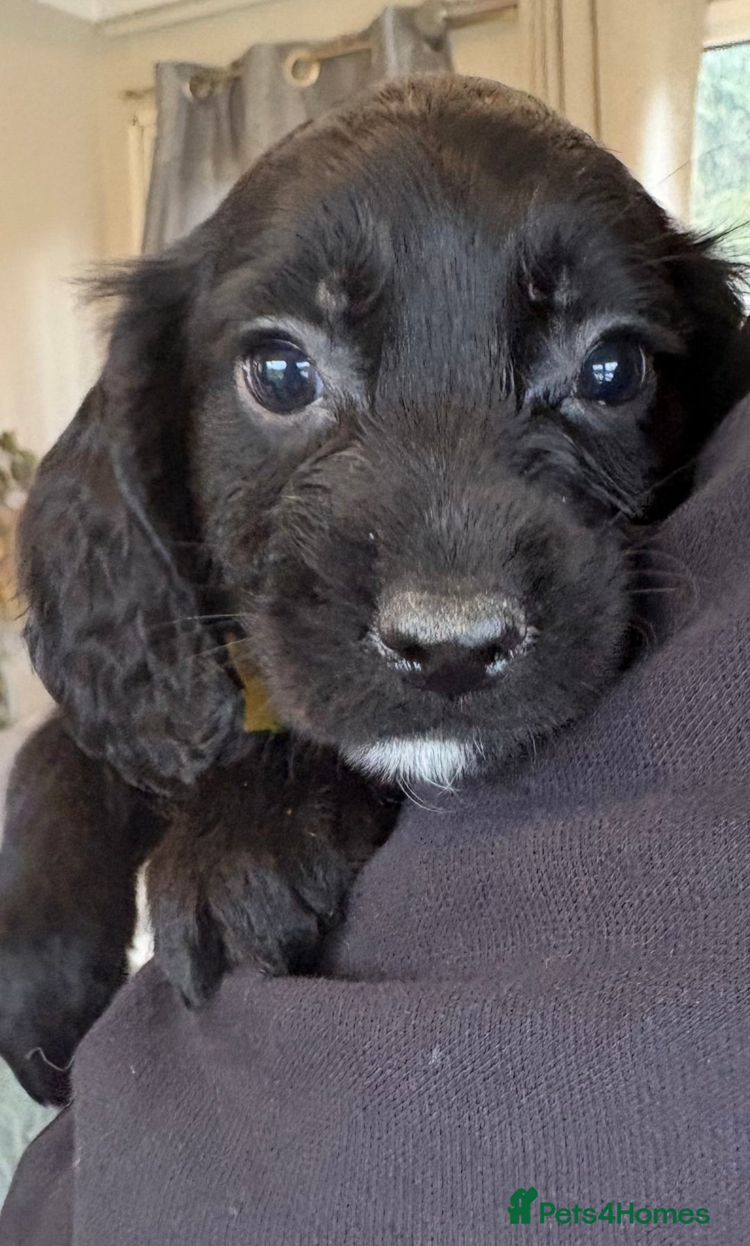 Sprocker dogs for sale: Beautiful Sprocker Puppies  - Advert 6