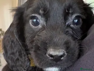 Sprocker dogs Beautiful Sprocker Puppies - Advert 15