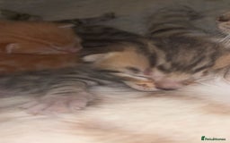 Bengal cats for sale: 2 bengal x Egyptian mau kittens  - Image 2