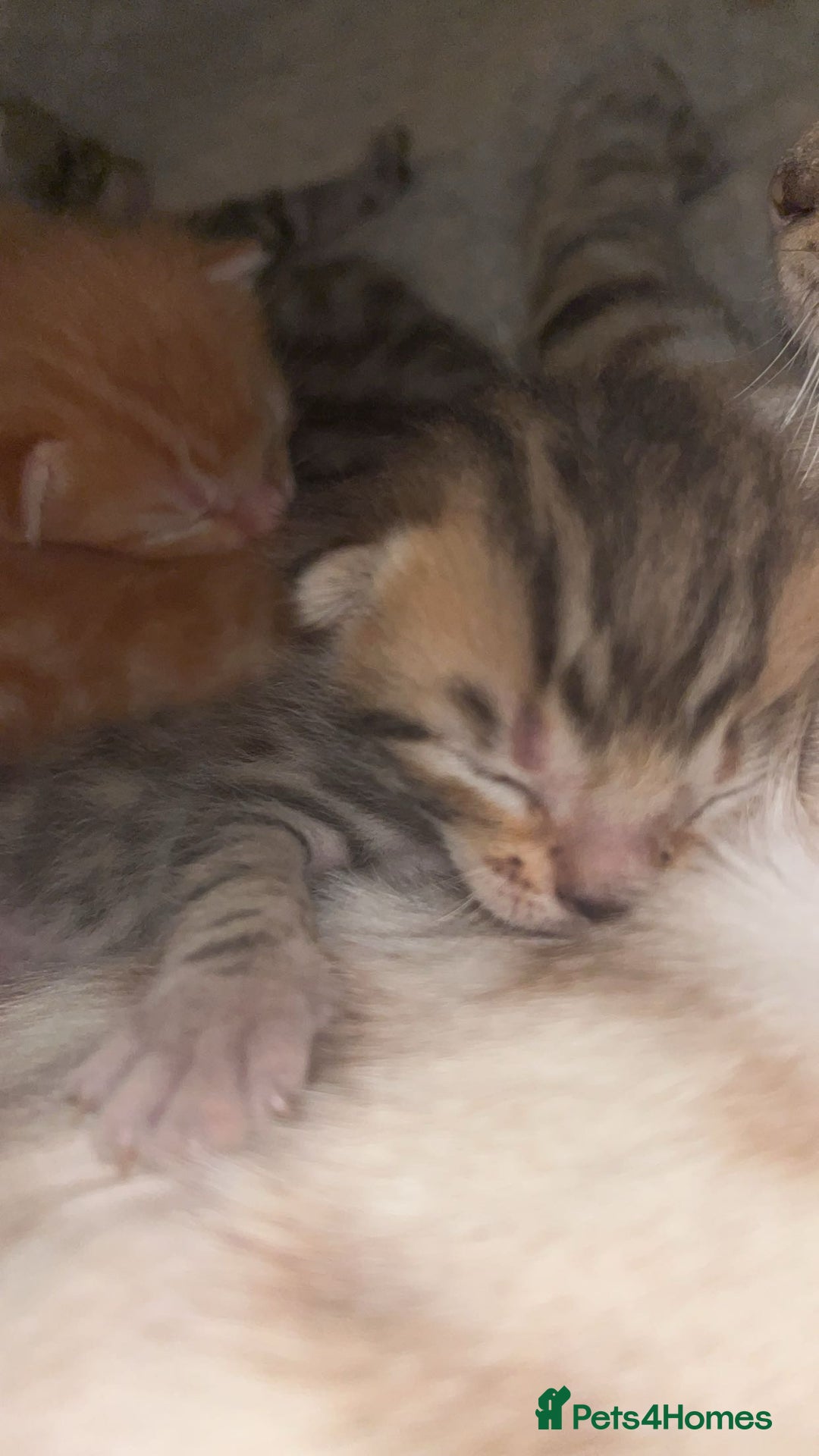 Bengal cats for sale: 2 bengal x Egyptian mau kittens  - Image 2