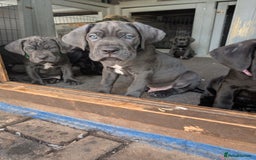 Cane Corso dogs for sale: Cane corso puppies.. - Image 18
