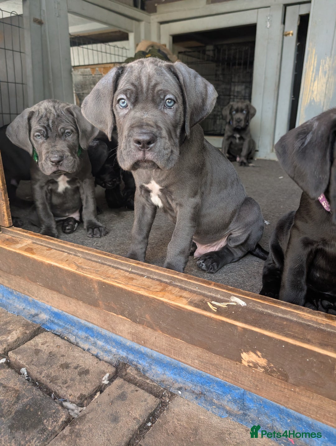 Cane Corso dogs for sale: Cane corso puppies.. - Image 18