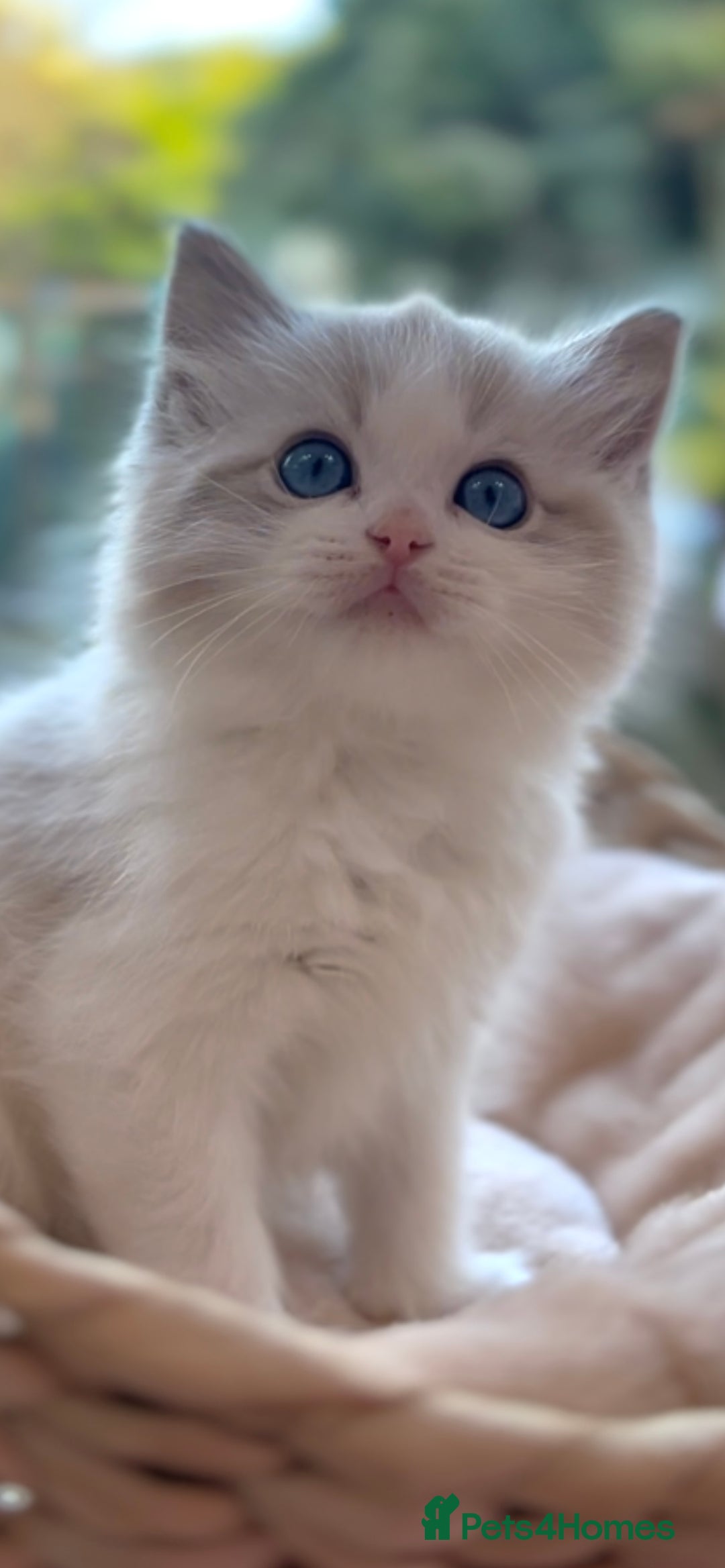 Ragdoll cats for sale: GCCF Registered. Grand Champion Bloodlines. - Advert 17