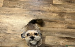 Mixed Breed dogs for sale: Shih tzu x Bichion  - Image 19
