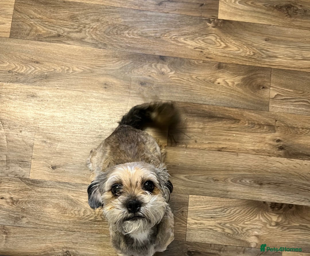 Mixed Breed dogs for sale: Shih tzu x Bichion  - Image 19