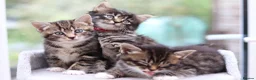Mixed Breed cats for sale: Beautiful Tabby Kittens in Telford - Advert 12